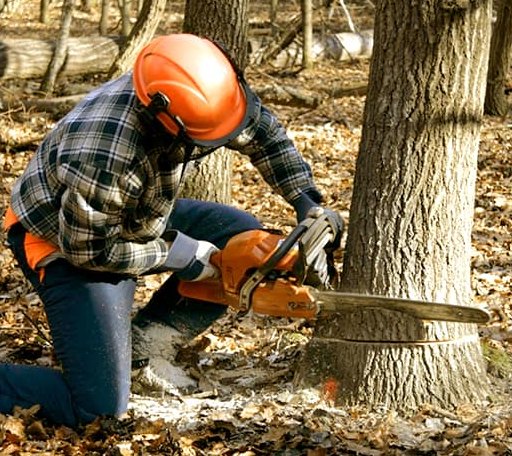 Tree Removal in Dunkirk, OH